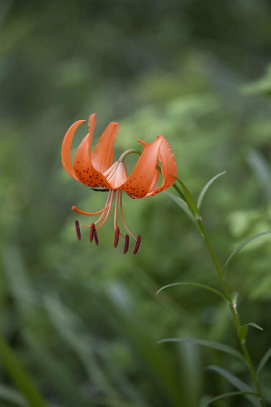 无人,竖图,俯视,室外,特写,白天,旅游,度假,草地,草坪,美景,植物,百合花,日本,亚洲,阴影,朦胧,模糊,盛开,光线,影子,景观,花蕾,娱乐,草,花,花瓣,花朵,鲜花,一朵,红色,绿色,阳光,自然,花苞,花蕊,享受,休闲,景色,放松,自然风光,东亚,本州,关东地方,本州岛,日本国,群马,群马县,强瞿,百合蒜,倒仙,番韭,山丹,彩图,高角度拍摄
