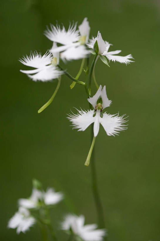 无人,竖图,室外,特写,白天,正面,旅游,度假,草地,草坪,美景,植物,日本,亚洲,阴影,朦胧,模糊,盛开,光线,影子,景观,千叶县,花蕾,娱乐,草,花,花瓣,花朵,鲜花,绿色,白色,阳光,自然,花苞,花蕊,享受,休闲,景色,放松,高雅,自然风光,东亚,本州,关东地方,本州岛,日本国,千叶,淡泊,花中君子,兰花,彩图