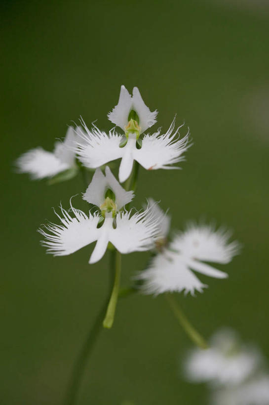 无人,竖图,室外,特写,白天,正面,旅游,度假,草地,草坪,美景,植物,日本,亚洲,阴影,朦胧,模糊,盛开,光线,影子,景观,千叶县,花蕾,娱乐,草,花,花瓣,花朵,鲜花,绿色,白色,阳光,自然,花苞,花蕊,享受,休闲,景色,放松,高雅,自然风光,东亚,本州,关东地方,本州岛,日本国,千叶,淡泊,花中君子,兰花,彩图