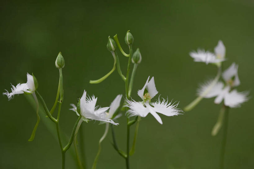 无人,横图,室外,特写,白天,正面,旅游,度假,草地,草坪,美景,植物,日本,亚洲,阴影,朦胧,模糊,盛开,光线,影子,景观,千叶县,花蕾,娱乐,草,花,花瓣,花朵,鲜花,绿色,白色,阳光,自然,花苞,花蕊,享受,休闲,景色,放松,高雅,自然风光,东亚,本州,关东地方,本州岛,日本国,千叶,淡泊,花中君子,兰花,彩图
