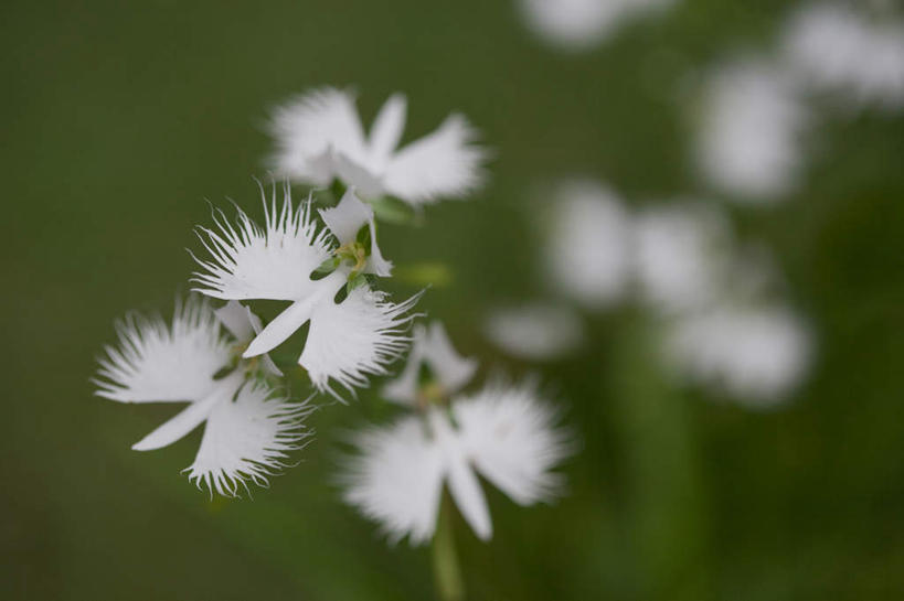 无人,横图,室外,特写,白天,正面,旅游,度假,草地,草坪,美景,植物,日本,亚洲,阴影,朦胧,模糊,盛开,光线,影子,景观,千叶县,花蕾,娱乐,草,花,花瓣,花朵,鲜花,绿色,白色,阳光,自然,花苞,花蕊,享受,休闲,景色,放松,高雅,自然风光,东亚,本州,关东地方,本州岛,日本国,千叶,淡泊,花中君子,兰花,彩图