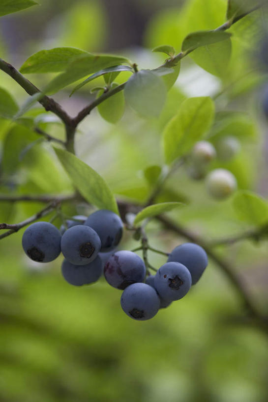 无人,竖图,室外,特写,白天,正面,旅游,度假,美景,浆果,蓝莓,水果,叶子,日本,亚洲,阴影,朦胧,模糊,新鲜,光线,影子,景观,生食,食品,果实,绿叶,千叶县,娱乐,食物,紫色,阳光,自然,享受,休闲,嫩叶,景色,放松,有机食品,绿色食品,自然风光,东亚,本州,关东地方,本州岛,日本国,千叶,叶,叶片,山都柿,蓝浆果,蓝靛果,彩图