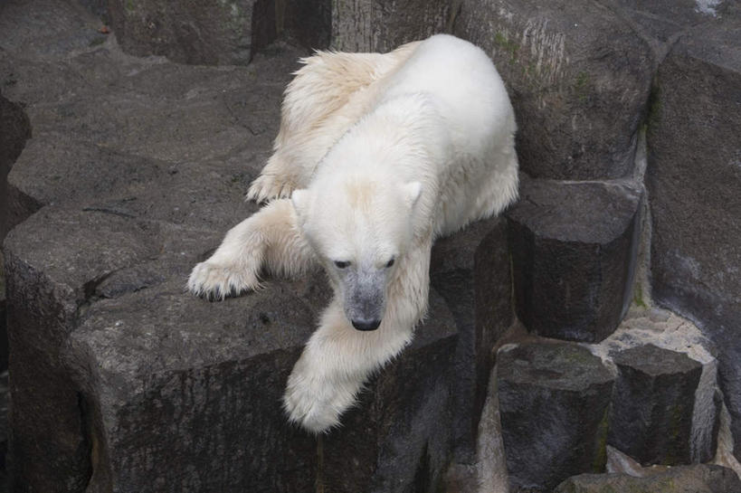 无人,动物园,横图,俯视,室外,白天,旅游,度假,石头,北极熊,野生动物,熊,阴影,光线,石子,影子,扭头,注视,娱乐,一只,白色,阳光,动物,观察,看,趴着,转头,享受,休闲,放松,观看,察看,关注,凶猛,残暴,凶残,石块,岩石,趴,彩图,高角度拍摄,全身