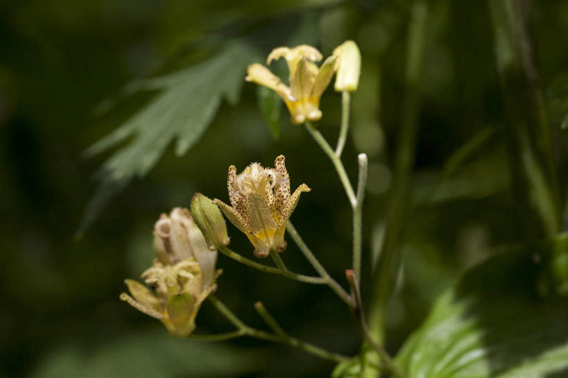 无人,横图,室外,特写,白天,正面,旅游,度假,草地,草坪,美景,植物,百合花,叶子,长野县,日本,亚洲,三朵,阴影,朦胧,模糊,盛开,光线,影子,景观,绿叶,花蕾,娱乐,草,花,花瓣,花朵,鲜花,黄色,绿色,阳光,自然,花苞,花蕊,享受,休闲,嫩叶,景色,放松,自然风光,东亚,本州,本州岛,日本国,中部地方,长野,强瞿,百合蒜,倒仙,番韭,山丹,叶,叶片,彩图