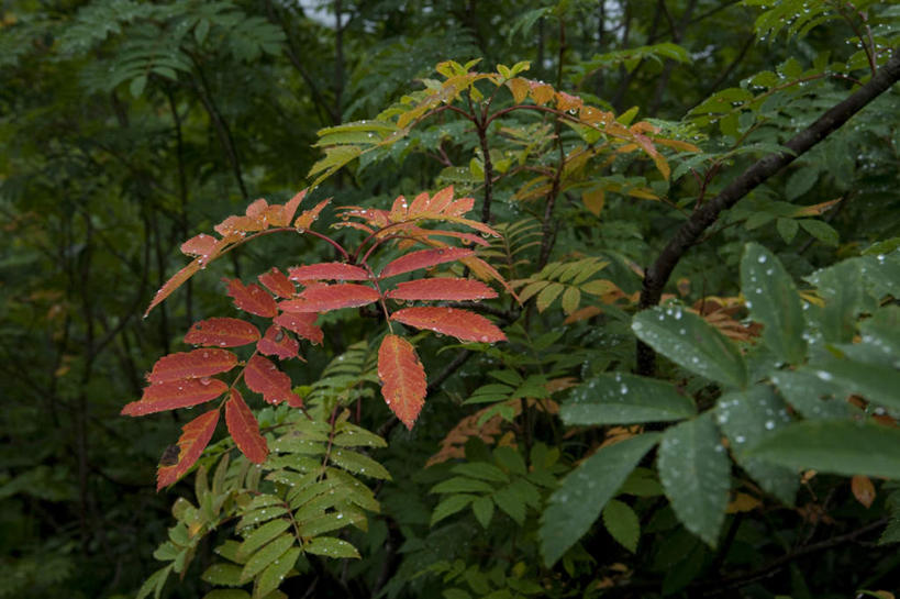 无人,横图,室外,白天,正面,旅游,度假,草地,草坪,美景,森林,树林,植物,叶子,长野县,日本,亚洲,阴影,光线,影子,景观,绿叶,娱乐,草,树,树木,蓝色,绿色,蓝天,天空,阳光,自然,天,享受,休闲,嫩叶,景色,放松,生长,成长,自然风光,东亚,本州,本州岛,日本国,中部地方,长野,叶,叶片,彩图