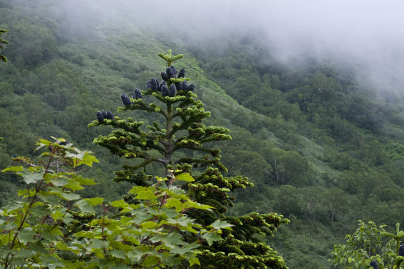 无人,横图,室外,白天,正面,旅游,度假,草地,草坪,美景,山,山脉,植物,雾,长野县,日本,亚洲,朦胧,模糊,景观,山峰,山峦,娱乐,草,树,树木,蓝色,绿色,蓝天,天空,自然,群山,天,享受,休闲,景色,放松,生长,成长,迷雾,自然风光,东亚,本州,本州岛,日本国,中部地方,长野,大雾,彩图