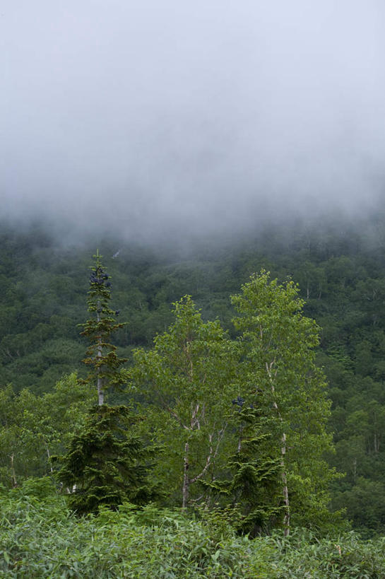 无人,竖图,室外,白天,正面,旅游,度假,草地,草坪,美景,森林,山,山脉,树林,植物,雾,长野县,日本,亚洲,阴影,朦胧,模糊,光线,影子,景观,山峰,山峦,娱乐,草,树,树木,绿色,阳光,自然,群山,享受,休闲,景色,放松,生长,成长,迷雾,自然风光,东亚,本州,本州岛,日本国,中部地方,长野,大雾,彩图