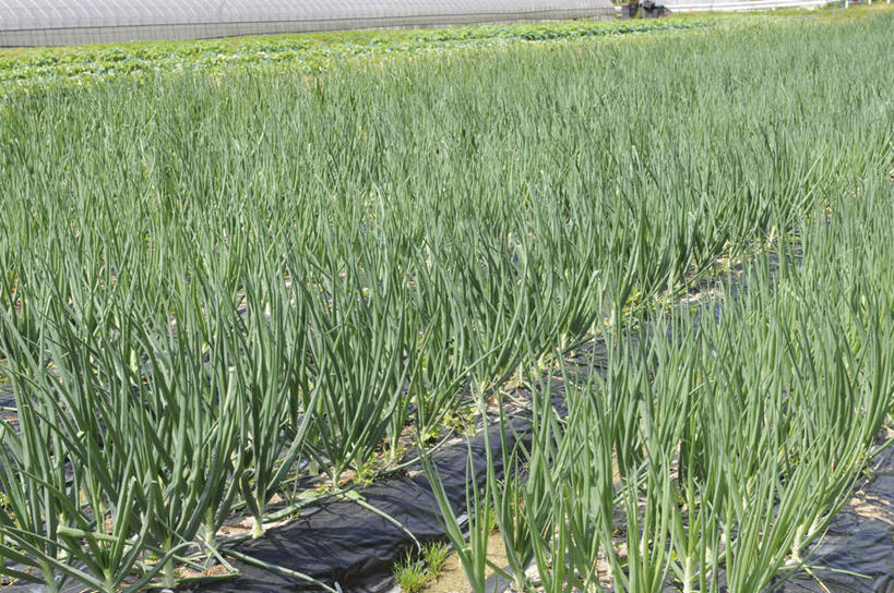 无人,农田,横图,俯视,室外,白天,旅游,度假,庄稼,农作物,美景,蔬菜,日本,亚洲,一排,阴影,新鲜,整齐,光线,影子,景观,葱,青葱,食品,娱乐,食物,排列,阳光,自然,享受,休闲,景色,放松,有机食品,绿色食品,队列,自然风光,东亚,本州,茨城,茨城县,关东地方,本州岛,日本国,彩图,高角度拍摄,耕地,庄稼田