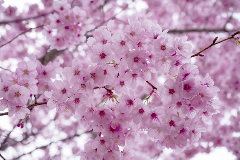 无人,横图,室外,白天,仰视,旅游,度假,美景,植物,樱花,东京,日本,亚洲,许多,阴影,盛开,光线,影子,景观,花蕾,娱乐,花,花瓣,花朵,鲜花,树,树木,粉色,蓝色,绿色,蓝天,天空,阳光,自然,天,花苞,花蕊,享受,休闲,景色,放松,生长,成长,自然风光,东亚,本州,关东地方,本州岛,日本国,东京都,仙樱花,福岛樱,青肤樱,荆桃,彩图,低角度拍摄