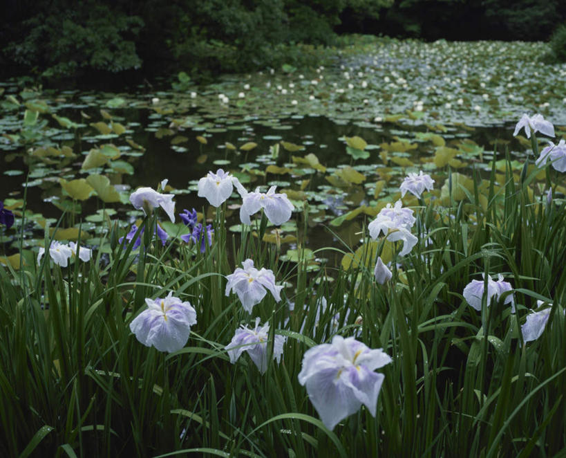 无人,横图,俯视,室外,白天,旅游,度假,草地,草坪,花海,花圃,河流,美景,水,植物,睡莲,叶子,长野县,日本,亚洲,阴影,盛开,光线,影子,河水,景观,水流,草药,花蕾,娱乐,中药,草,花,花瓣,花朵,花卉,鲜花,树,树木,绿色,白色,阳光,自然,花丛,花束,花田,花苞,花蕊,享受,休闲,景色,放松,生长,成长,鸢尾,自然风光,药材,中草药,东亚,纯真,妖艳,中药材,本草,本州,本州岛,日本国,中部地方,长野,紫蝴蝶,蓝蝴蝶,乌鸢,扁竹花,水芹花,抒情,洁净,水洋花,子午莲,彩图,高角度拍摄
