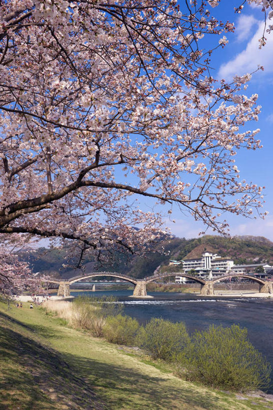 无人,家,竖图,室外,白天,正面,旅游,度假,草地,草坪,河流,美景,水,植物,樱花,日本,亚洲,阴影,盛开,光线,木板,影子,房屋,屋子,河水,景观,水流,云,云朵,桥,木桥,花蕾,云彩,娱乐,楼房,住宅,栈桥,草,花,花瓣,花朵,鲜花,树,树木,粉色,蓝色,绿色,白云,蓝天,天空,阳光,自然,天,花苞,花蕊,享受,休闲,景色,放松,生长,成长,人行桥,木板桥,自然风光,东亚,本州,茨城,茨城县,关东地方,本州岛,日本国,仙樱花,福岛樱,青肤樱,荆桃,彩图,房子