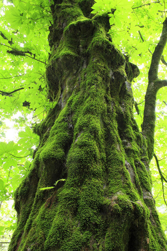 无人,竖图,室外,白天,仰视,旅游,度假,美景,植物,叶子,阴影,条纹,光线,纹路,纹理,影子,景观,绿叶,娱乐,树,树干,树木,蓝色,绿色,蓝天,天空,阳光,自然,天,享受,休闲,嫩叶,景色,放松,遮,遮掩,生长,成长,掩盖,遮挡,自然风光,遮盖,掩饰,叶,叶片,彩图,低角度拍摄
