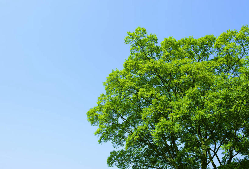 无人,横图,室外,白天,仰视,旅游,度假,美景,植物,叶子,东京,日本,亚洲,阴影,光线,影子,景观,绿叶,娱乐,树,树木,蓝色,绿色,蓝天,天空,阳光,自然,天,享受,休闲,嫩叶,景色,放松,生长,晴朗,成长,自然风光,东亚,本州,万里无云,关东地方,本州岛,日本国,东京都,叶,叶片,晴空,晴空万里,彩图,低角度拍摄