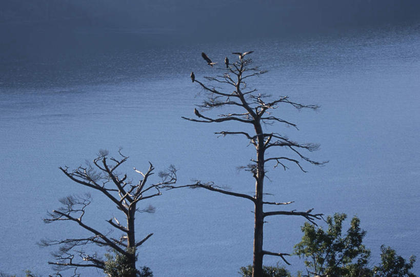 无人,横图,俯视,室外,白天,旅游,度假,湖,湖泊,美景,水,植物,神奈川,日本,亚洲,阴影,波纹,光线,影子,湖面,景观,水流,水面,神奈川县,娱乐,树,树木,绿色,水纹,阳光,自然,波浪,湖水,享受,休闲,景色,放松,生长,成长,自然风光,东亚,本州,关东地方,本州岛,日本国,彩图,高角度拍摄