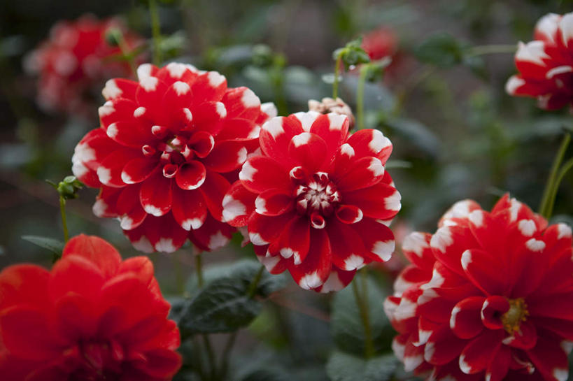 无人,横图,俯视,室外,特写,白天,旅游,度假,草地,草坪,花海,花圃,美景,植物,叶子,长野县,日本,亚洲,许多,阴影,朦胧,模糊,盛开,光线,影子,景观,大丽花,花蕾,娱乐,草,花,花瓣,花朵,花卉,鲜花,红色,绿色,阳光,自然,花丛,花束,花田,花苞,花蕊,享受,休闲,菊花,景色,放松,大理花,自然风光,东亚,大丽菊,本州,本州岛,日本国,中部地方,长野,富丽,大方,彩图,高角度拍摄