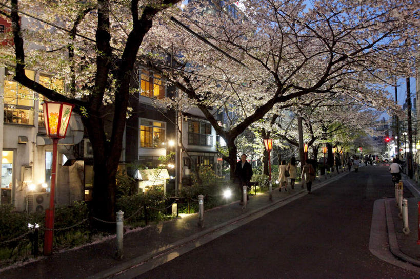 家,横图,室外,夜晚,正面,旅游,度假,美景,植物,樱花,照明,京都,日本,亚洲,阴影,盛开,光线,壁灯,瓷砖,地砖,影子,房屋,墙,屋子,景观,灯光,地面,花蕾,娱乐,楼房,墙壁,墙面,住宅,灯,花,花瓣,花朵,鲜花,树,树木,粉色,绿色,阳光,自然,灯具,花苞,花蕊,享受,休闲,景色,放松,京都府,生长,成长,照亮,照明设备,自然风光,东亚,本州,本州岛,日本国,近畿地方,近畿,仙樱花,福岛樱,青肤樱,荆桃,彩图,全身,房子