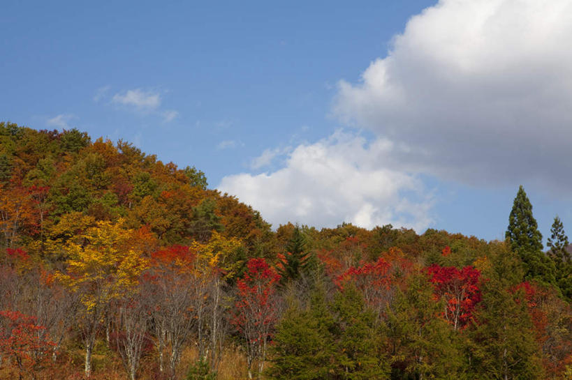 无人,横图,室外,白天,正面,旅游,度假,草地,草坪,美景,山,山脉,植物,日本,亚洲,阴影,光线,影子,景观,山峰,云,云朵,山峦,云彩,娱乐,草,树,树木,蓝色,绿色,白云,蓝天,天空,阳光,自然,群山,天,享受,休闲,景色,放松,生长,成长,自然风光,东亚,本州,本州岛,日本国,中部地方,新潟,新潟县,彩图