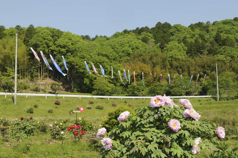 无人,横图,室外,白天,正面,旅游,度假,草地,草坪,美景,植物,道路,路,牡丹花,日本,亚洲,一排,许多,阴影,整齐,盛开,光线,鲤鱼旗,影子,景观,云,云朵,小路,交通,花蕾,云彩,娱乐,草,花,花瓣,花朵,鲜花,树,树木,排列,粉色,蓝色,绿色,白云,蓝天,天空,阳光,自然,天,花苞,花蕊,享受,休闲,景色,放松,乡间小路,生长,成长,富贵,队列,自然风光,东亚,本州,本州岛,日本国,近畿地方,近畿,兵库,兵库县,鼠姑,鹿韭,白茸,百雨金,浓情,圆满,富贵花,洛阳花,牡丹,木芍药,芍药,彩图