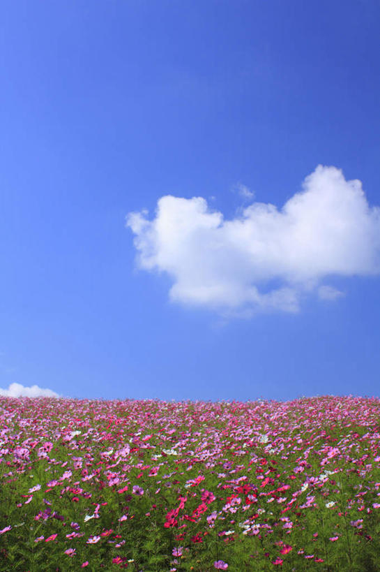 无人,竖图,俯视,室外,白天,旅游,度假,草地,草坪,花海,花圃,美景,植物,叶子,长野县,日本,亚洲,一堆,阴影,堆叠,堆积,盛开,光线,影子,景观,云,云朵,花蕾,云彩,娱乐,草,花,花瓣,花朵,花卉,鲜花,红色,蓝色,绿色,白云,蓝天,天空,阳光,自然,花丛,花束,花田,天,花苞,花蕊,享受,休闲,景色,放松,堆,自然风光,东亚,本州,本州岛,日本国,中部地方,长野,彩图,高角度拍摄