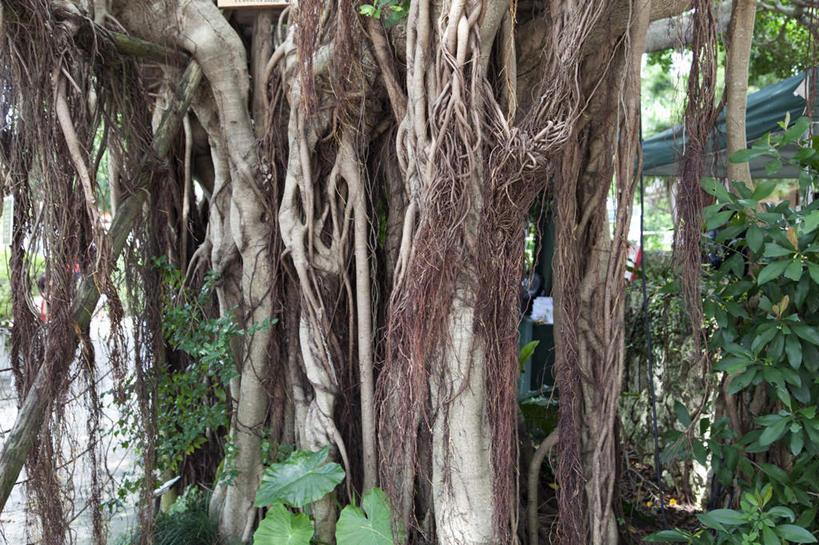 无人,横图,室外,白天,正面,旅游,度假,草地,草坪,美景,森林,树林,植物,日本,亚洲,阴影,干枯,光线,纹理,影子,景观,娱乐,冲绳,草,树,树干,树木,绿色,阳光,自然,享受,休闲,景色,放松,生长,成长,冲绳县,自然风光,东亚,琉球群岛,日本国,九州地方,彩图