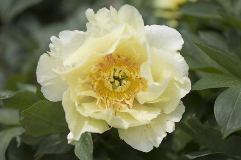 无人,横图,俯视,室外,特写,白天,美景,牡丹花,叶子,阴影,朦胧,模糊,盛开,光线,影子,景观,绿叶,花蕾,花,花瓣,花朵,鲜花,一朵,白色,阳光,自然,花苞,花蕊,嫩叶,景色,富贵,自然风光,鼠姑,鹿韭,白茸,百雨金,浓情,圆满,富贵花,洛阳花,牡丹,木芍药,芍药,叶,叶片,彩图,高角度拍摄