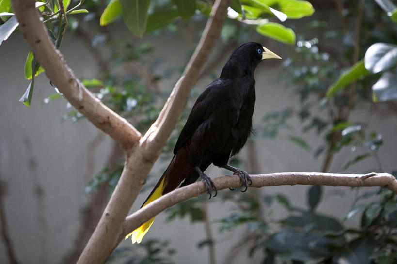 无人,站,横图,室外,白天,正面,旅游,度假,草地,草坪,植物,鸟,野生动物,阴影,光线,鸟类,影子,墙,扭头,注视,娱乐,墙壁,墙面,草,树,树木,一只,绿色,黑色,阳光,自然,动物,观察,看,站着,转头,享受,休闲,放松,可爱,活泼,生长,成长,观看,察看,关注,拟椋鸟,站立,彩图