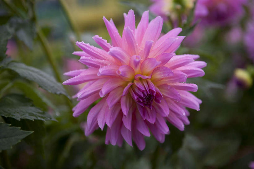 无人,横图,俯视,室外,特写,白天,草地,草坪,美景,植物,叶子,许多,阴影,朦胧,模糊,盛开,光线,影子,景观,大丽花,绿叶,花蕾,草,花,花瓣,花朵,鲜花,绿色,阳光,自然,花苞,花蕊,嫩叶,菊花,景色,大理花,自然风光,大丽菊,富丽,大方,叶,叶片,彩图,高角度拍摄