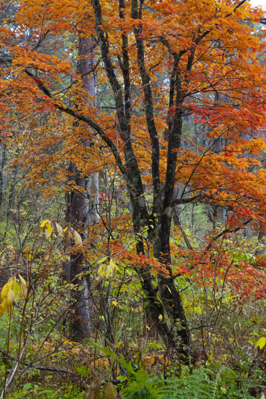 无人,竖图,俯视,室外,白天,旅游,度假,草地,草坪,美景,森林,树林,植物,日本,亚洲,阴影,光线,影子,景观,娱乐,草,树,树木,绿色,阳光,自然,享受,休闲,景色,放松,生长,成长,自然风光,东亚,本州,本州岛,日本国,东北地方,福岛,福岛县,彩图,高角度拍摄