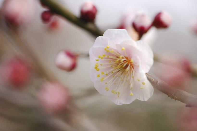 无人,横图,俯视,室外,特写,白天,旅游,度假,美景,阴影,朦胧,模糊,盛开,光线,影子,景观,梅花,纸条,花蕾,娱乐,花,花瓣,花朵,鲜花,蓝色,白色,蓝天,天空,阳光,自然,天,花苞,花蕊,享受,休闲,景色,放松,晴朗,自然风光,万里无云,晴空,晴空万里,彩图,高角度拍摄