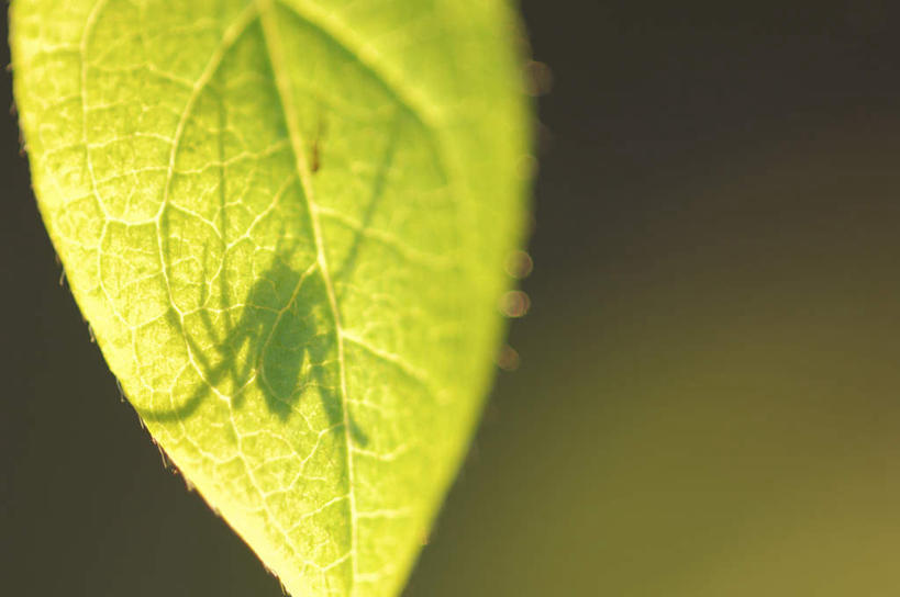 无人,横图,俯视,室外,特写,白天,旅游,度假,美景,植物,叶子,一片,阴影,朦胧,模糊,光线,昆虫,蚱蜢,纹理,影子,景观,绿叶,娱乐,一只,绿色,阳光,自然,动物,趴着,享受,休闲,嫩叶,景色,放松,自然风光,益虫,肌理,叶,叶片,叶脉,趴,彩图,高角度拍摄