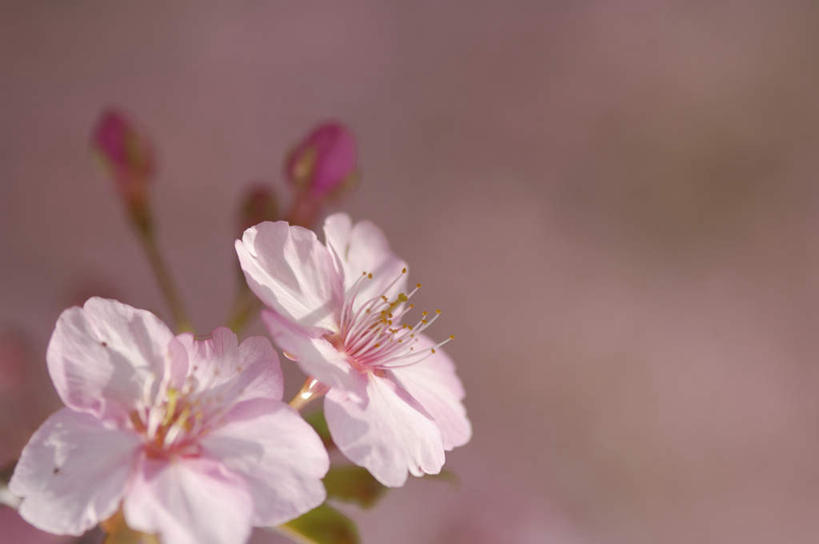无人,横图,俯视,室外,特写,白天,旅游,度假,美景,樱花,阴影,朦胧,模糊,盛开,光线,影子,景观,粉红,花蕾,娱乐,花,花瓣,花朵,鲜花,两朵,粉色,阳光,自然,花苞,花蕊,享受,休闲,景色,放松,自然风光,仙樱花,福岛樱,青肤樱,荆桃,彩图,高角度拍摄