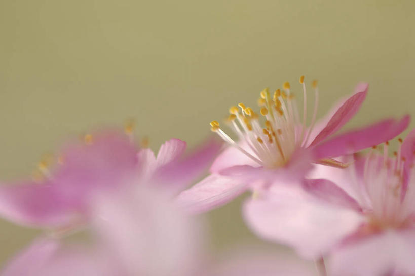 无人,横图,俯视,室内,特写,白天,旅游,度假,美景,樱花,许多,阴影,朦胧,模糊,盛开,光线,影子,景观,花蕾,娱乐,花,花瓣,花朵,鲜花,粉色,阳光,自然,花苞,花蕊,享受,休闲,景色,放松,自然风光,仙樱花,福岛樱,青肤樱,荆桃,彩图,高角度拍摄