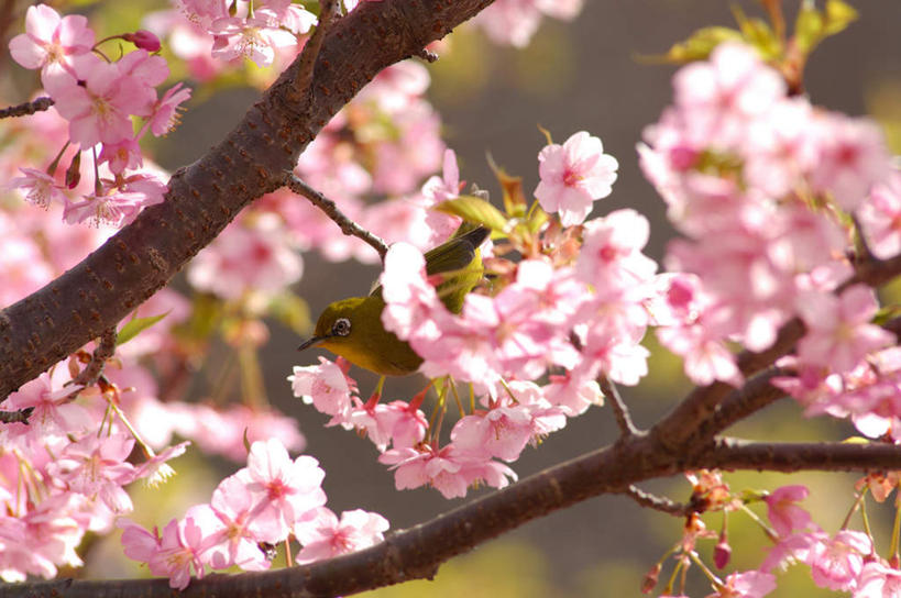 无人,站,横图,室外,特写,白天,正面,旅游,度假,美景,樱花,鸟,许多,飞翔,阴影,朦胧,模糊,盛开,光线,鸟类,影子,景观,花蕾,注视,娱乐,花,花瓣,花朵,鲜花,一只,粉色,阳光,自然,花苞,花蕊,观察,看,站着,享受,休闲,景色,放松,观看,察看,关注,自然风光,仙樱花,福岛樱,青肤樱,荆桃,站立,彩图