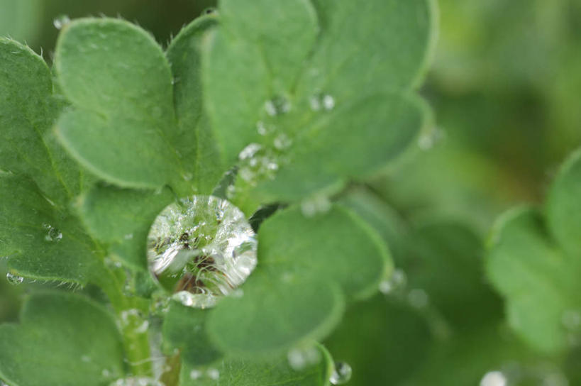 无人,横图,俯视,室外,白天,旅游,度假,草地,草坪,美景,水,植物,叶子,神奈川,日本,亚洲,阴影,透明,光线,液体,影子,景观,水滴,绿叶,神奈川县,娱乐,水珠,草,绿色,阳光,自然,享受,休闲,嫩叶,景色,放松,自然风光,东亚,本州,关东地方,本州岛,日本国,叶,叶片,彩图,高角度拍摄