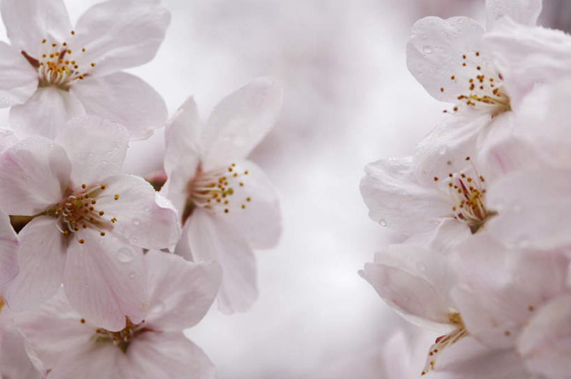 无人,横图,室外,特写,白天,正面,旅游,度假,美景,樱花,神奈川,日本,亚洲,阴影,朦胧,模糊,盛开,光线,影子,景观,神奈川县,花蕾,娱乐,花,花瓣,花朵,鲜花,蓝色,白色,蓝天,天空,阳光,自然,天,花苞,花蕊,享受,休闲,景色,放松,自然风光,东亚,本州,关东地方,本州岛,日本国,仙樱花,福岛樱,青肤樱,荆桃,彩图