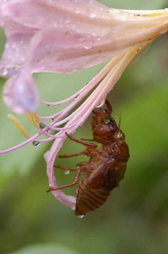 无人,竖图,室外,特写,白天,正面,美景,水,百合花,蝉,阴影,朦胧,模糊,盛开,光线,昆虫,液体,影子,景观,水滴,花蕾,花,花瓣,花朵,鲜花,一朵,一只,粉色,阳光,自然,动物,花苞,花蕊,趴着,景色,自然风光,强瞿,害虫,蚱蝉,百合蒜,倒仙,番韭,山丹,知了,趴,彩图