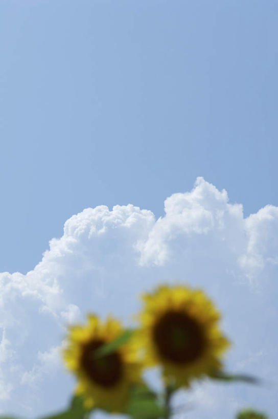 无人,竖图,室外,白天,仰视,旅游,度假,美景,向日葵,神奈川,日本,亚洲,阴影,朦胧,模糊,盛开,光线,影子,景观,云,云朵,神奈川县,花蕾,云彩,娱乐,花,花瓣,花朵,鲜花,蓝色,白云,蓝天,天空,阳光,自然,天,花苞,花蕊,享受,休闲,景色,放松,自然风光,东亚,本州,关东地方,本州岛,日本国,朝阳花,葵花,望日莲,向阳花,转日莲,彩图,低角度拍摄