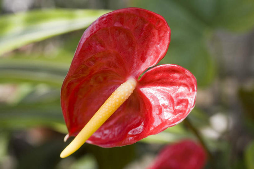 无人,横图,俯视,室外,特写,白天,旅游,度假,热情,草地,草坪,美景,植物,叶子,朦胧,模糊,盛开,景观,火鹤花,绿叶,安祖花,花蕾,娱乐,草,花,花瓣,花朵,鲜花,一朵,红色,绿色,自然,花苞,花蕊,享受,休闲,嫩叶,景色,放松,红掌,花烛,自然风光,红鹤芋,猪尾花,烛台花,蜡烛花,大展宏图,热血,叶,叶片,彩图,高角度拍摄