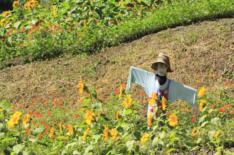 无人,农田,站,横图,俯视,室外,白天,旅游,度假,庄稼,农作物,草地,草坪,美景,植物,帽子,长野县,日本,亚洲,服装,盛开,景观,警告,花蕾,注视,休闲装,娱乐,稻草人,草,花,花瓣,花朵,鲜花,树,树木,一个,衣服,黄色,绿色,白色,自然,遮阳帽,花苞,花蕊,观察,看,站着,享受,休闲,休闲服,景色,放松,警示,服饰,生长,单个,成长,观看,禁止,提醒,察看,关注,提示,限制,自然风光,东亚,本州,本州岛,日本国,中部地方,长野,一顶,危险,站立,彩图,高角度拍摄,耕地,庄稼田