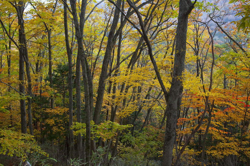 无人,横图,俯视,室外,白天,旅游,度假,草地,草坪,美景,森林,树林,植物,叶子,日本,亚洲,阴影,光线,影子,景观,绿叶,娱乐,草,树,树木,蓝色,绿色,蓝天,天空,阳光,自然,天,享受,休闲,嫩叶,景色,放松,生长,成长,自然风光,东亚,本州,关东地方,本州岛,日本国,栃木,栃木县,叶,叶片,彩图,高角度拍摄