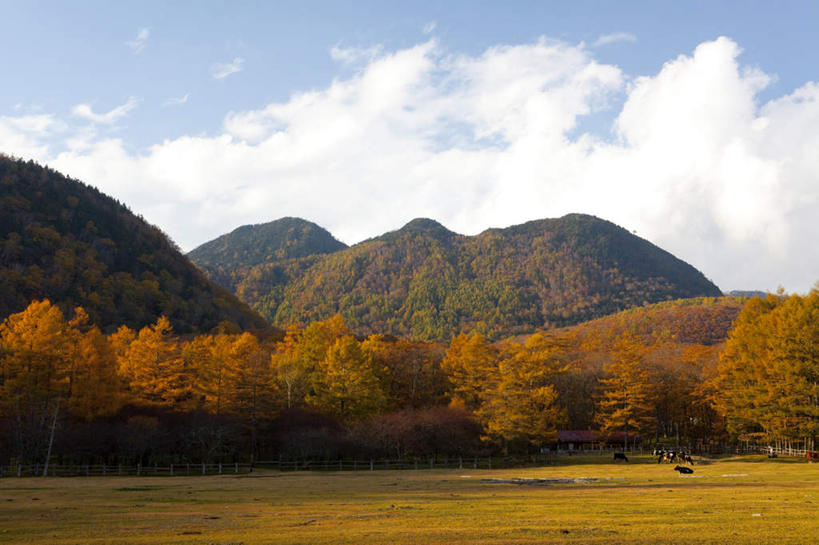 无人,农田,横图,室外,白天,正面,旅游,度假,庄稼,农作物,草地,草坪,美景,森林,山,山脉,树林,植物,日本,亚洲,阴影,光线,影子,景观,山峰,云,云朵,山峦,云彩,娱乐,草,树,树木,蓝色,绿色,白云,蓝天,天空,阳光,自然,群山,天,享受,休闲,景色,放松,生长,成长,自然风光,东亚,本州,关东地方,本州岛,日本国,栃木,栃木县,彩图,耕地,庄稼田