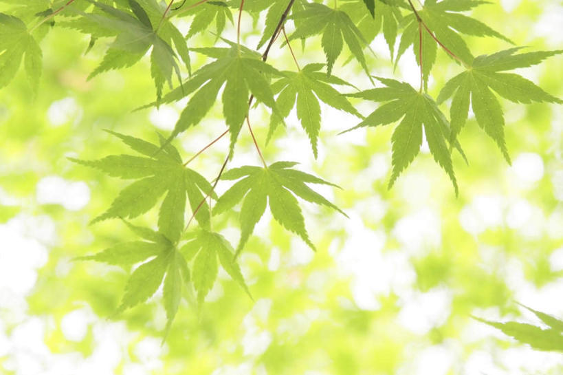 无人,横图,室外,白天,仰视,旅游,度假,美景,植物,叶子,东京,日本,亚洲,阴影,光线,影子,景观,枫叶,枯叶,落叶,娱乐,树,树木,黄色,红色,蓝色,绿色,蓝天,天空,阳光,自然,天,享受,休闲,景色,放松,生长,成长,枫树叶,自然风光,东亚,本州,关东地方,本州岛,日本国,东京都,叶,叶片,彩图,低角度拍摄