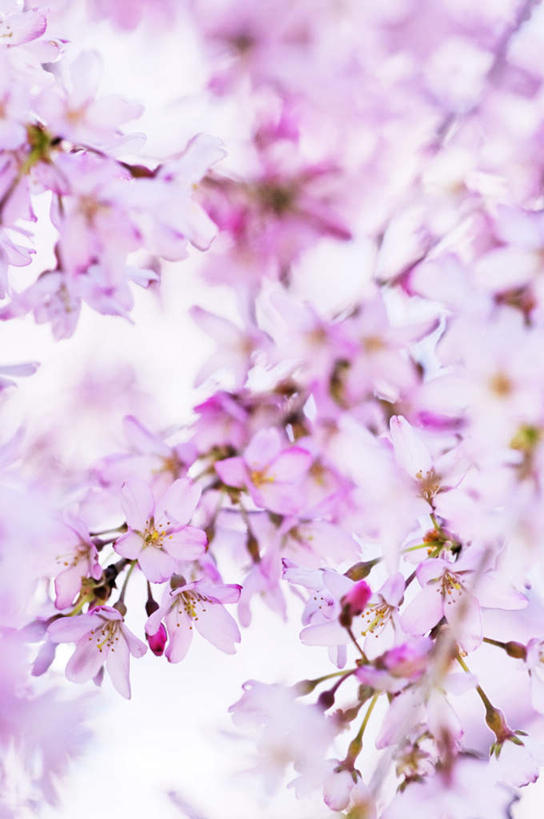 无人,竖图,俯视,室外,白天,旅游,度假,美景,植物,樱花,京都,日本,亚洲,许多,阴影,朦胧,模糊,盛开,光线,影子,景观,花蕾,娱乐,花,花瓣,花朵,鲜花,树,树木,粉色,蓝色,绿色,蓝天,天空,阳光,自然,天,花苞,花蕊,享受,休闲,景色,放松,京都府,生长,成长,自然风光,东亚,本州,本州岛,日本国,近畿地方,近畿,仙樱花,福岛樱,青肤樱,荆桃,彩图,高角度拍摄