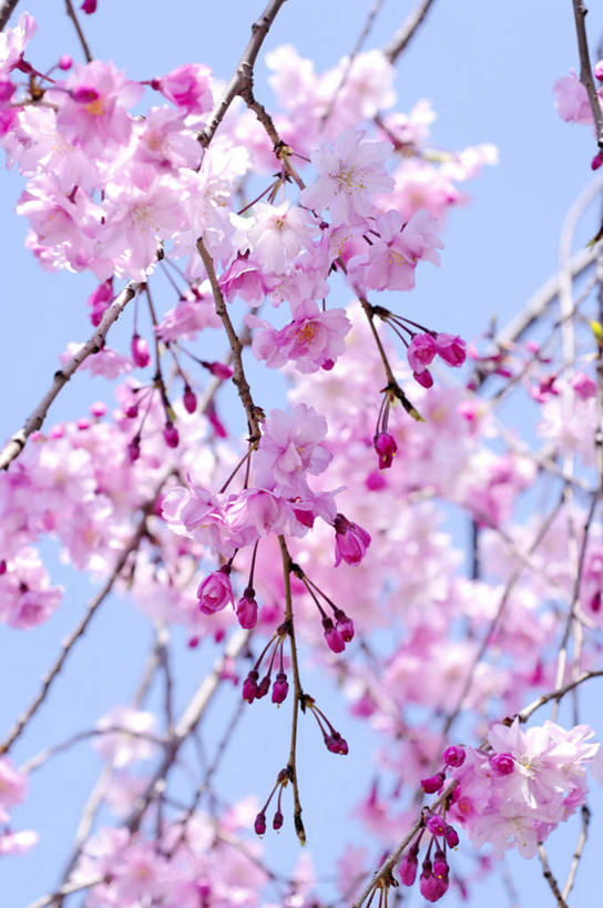 无人,竖图,室外,白天,仰视,旅游,度假,美景,植物,樱花,京都,日本,亚洲,许多,阴影,朦胧,模糊,盛开,光线,影子,景观,花蕾,娱乐,花,花瓣,花朵,鲜花,树,树木,粉色,蓝色,绿色,蓝天,天空,阳光,自然,天,花苞,花蕊,享受,休闲,景色,放松,京都府,生长,成长,自然风光,东亚,本州,本州岛,日本国,近畿地方,近畿,仙樱花,福岛樱,青肤樱,荆桃,彩图,低角度拍摄