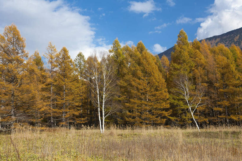 无人,横图,室外,白天,正面,旅游,度假,草地,草坪,美景,森林,山,山脉,树林,植物,日本,亚洲,阴影,光线,影子,景观,山峰,云,云朵,山峦,云彩,娱乐,草,树,树木,蓝色,绿色,白云,蓝天,天空,阳光,自然,群山,天,享受,休闲,景色,放松,生长,成长,自然风光,东亚,本州,关东地方,本州岛,日本国,栃木,栃木县,彩图