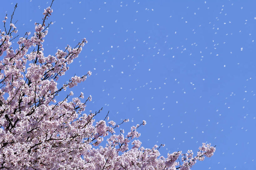 无人,横图,室外,白天,仰视,旅游,度假,美景,植物,樱花,京都,日本,亚洲,许多,阴影,朦胧,模糊,漂浮,盛开,光线,影子,景观,花蕾,娱乐,花,花瓣,花朵,鲜花,树,树木,粉色,蓝色,绿色,蓝天,天空,阳光,自然,天,花苞,花蕊,享受,休闲,景色,放松,京都府,生长,成长,自然风光,东亚,本州,本州岛,日本国,近畿地方,近畿,仙樱花,福岛樱,青肤樱,荆桃,彩图,低角度拍摄,飘荡