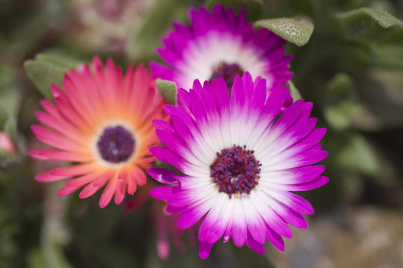 无人,横图,俯视,室外,特写,白天,旅游,度假,快乐,幸福,草地,草坪,美景,植物,神奈川,日本,亚洲,三朵,朦胧,模糊,盛开,景观,玛格丽特,横滨,横滨市,神奈川县,花蕾,娱乐,草,雏菊,花,花瓣,花朵,鲜花,红色,绿色,紫色,自然,花苞,花蕊,享受,休闲,菊花,景色,放松,活力,希望,坚强,自然风光,和平,东亚,离别,本州,首府,关东地方,本州岛,日本国,延命菊,幸福花,春菊,马兰头花,暗恋,纯情,单恋,天真,彩图,高角度拍摄,愉快