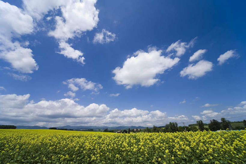 无人,农田,横图,室外,白天,正面,旅游,度假,庄稼,农作物,草地,草坪,美景,植物,北海道,日本,亚洲,阴影,盛开,光线,影子,景观,云,云朵,花蕾,云彩,娱乐,草,花,花瓣,花朵,鲜花,树,树木,黄色,蓝色,绿色,白云,蓝天,天空,阳光,自然,天,花苞,花蕊,油菜花,享受,休闲,景色,放松,生长,成长,自然风光,东亚,日本国,北海道地方,北海道岛,彩图,耕地,庄稼田