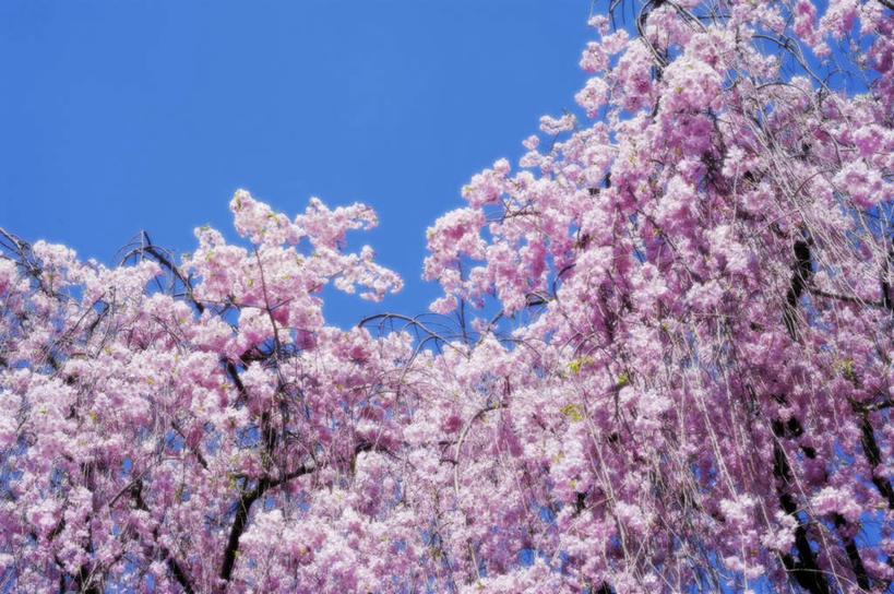 无人,横图,室外,白天,仰视,旅游,度假,美景,植物,樱花,京都,日本,亚洲,阴影,朦胧,模糊,盛开,光线,影子,景观,花蕾,娱乐,花,花瓣,花朵,鲜花,树,树木,粉色,蓝色,绿色,蓝天,天空,阳光,自然,天,花苞,花蕊,享受,休闲,景色,放松,京都府,生长,晴朗,成长,自然风光,东亚,本州,万里无云,本州岛,日本国,近畿地方,近畿,仙樱花,福岛樱,青肤樱,晴空,晴空万里,荆桃,彩图,低角度拍摄