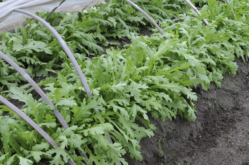 无人,农田,横图,俯视,室内,白天,旅游,度假,庄稼,农作物,美景,蔬菜,叶子,日本,亚洲,一排,新鲜,整齐,景观,食品,绿叶,娱乐,食物,排列,自然,享受,休闲,嫩叶,景色,放松,有机食品,绿色食品,队列,自然风光,东亚,本州,本州岛,日本国,近畿地方,近畿,兵库,兵库县,叶,叶片,彩图,高角度拍摄,耕地,庄稼田